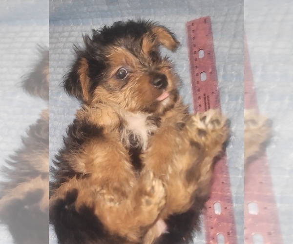 Medium Photo #233 Yorkshire Terrier Puppy For Sale in AKRON, OH, USA