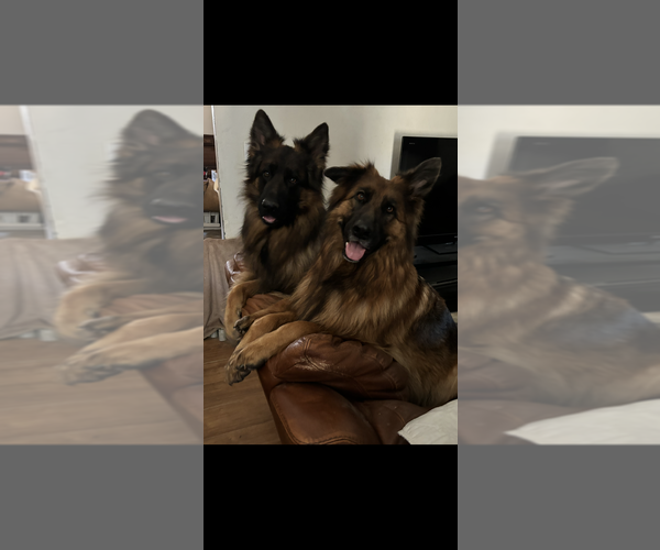 Medium Photo #4 German Shepherd Dog Puppy For Sale in STUDIO CITY, CA, USA