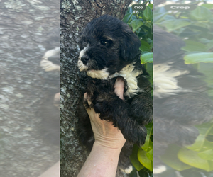 Cockapoo Dogs for adoption in VENETA, OR, USA