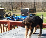 Small #5 Airedale Terrier