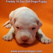 Small Photo #55 Dogo Argentino Puppy For Sale in JANE, MO, USA