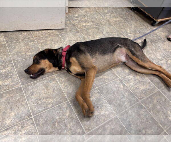 Medium Photo #3 Labrador Retriever-Unknown Mix Puppy For Sale in Rustburg, VA, USA
