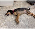 Small #2 Labrador Retriever Mix
