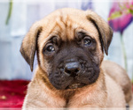 Small #1 Mastiff