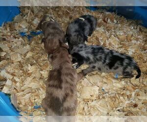 Chiranian Puppy for sale in TOCCOA, GA, USA
