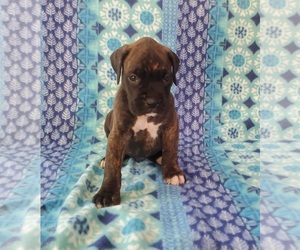 Boxer Puppy for sale in PINE CITY, MN, USA