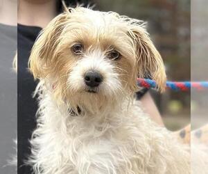 Lhasa Apso-Rat Terrier Mix Dogs for adoption in Yardley, PA, USA