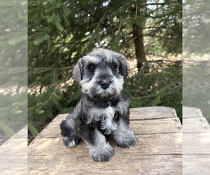 Schnauzer (Miniature) Puppy for sale in MIDDLEBURY, IN, USA