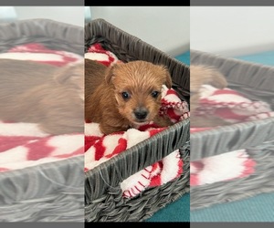 Morkie Puppy for sale in WHITE OAK, GA, USA