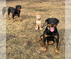 Mack - Male Staffordshire Bull Terrier-Unknown Mix Dog for Adoption - Photo #16