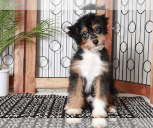 Aussiedoodle Puppy for sale in NAPLES, FL, USA