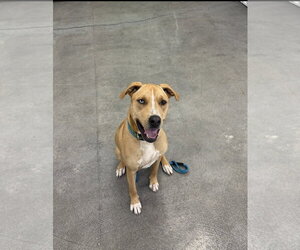 Kianna RDS - Female Labrador Retriever-Unknown Mix Dog for Adoption - Photo #12