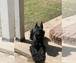 Small #35 Schnauzer (Giant)