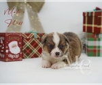 Small #15 Pembroke Welsh Corgi