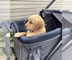 Small #11 Golden Retriever
