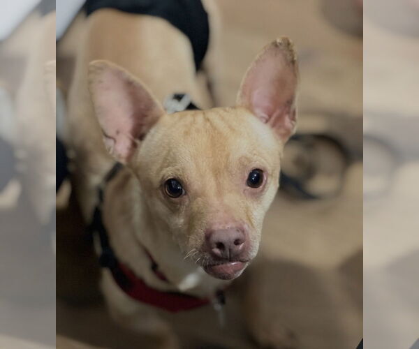 Medium Photo #8 Chihuahua-Unknown Mix Puppy For Sale in Dana Point, CA, USA