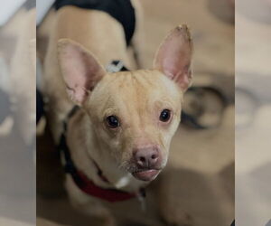 Chester aka Cheddar - Male Chihuahua-Unknown Mix Dog for Adoption - Photo #8