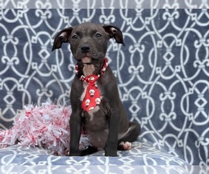 American Staffordshire Terrier Puppy for sale in LAKELAND, FL, USA