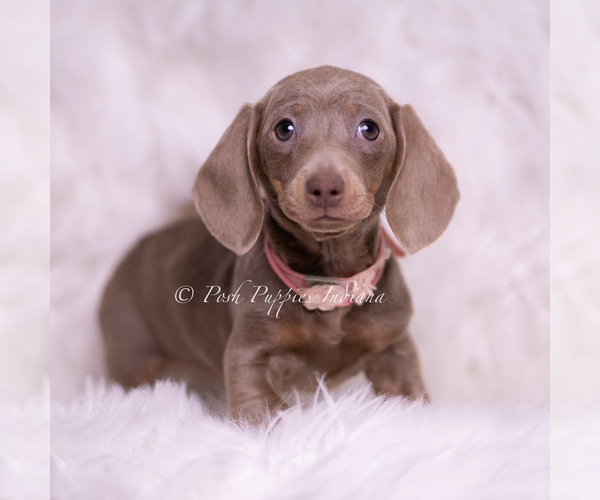 Medium Photo #2 Dachshund Puppy For Sale in WARSAW, IN, USA