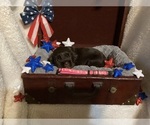 Image preview for Ad Listing. Nickname: Mojo