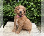 Small #2 Goldendoodle (Miniature)