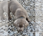 Small #43 Labrador Retriever