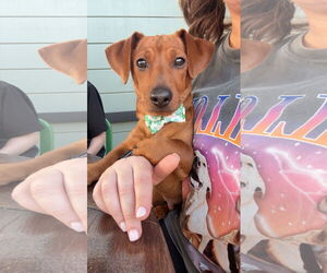 Dachshund Dogs for adoption in Arlington, VA, USA