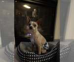 Small #3 Chihuahua Mix