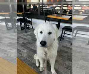 Great Pyrenees Dogs for adoption in Croydon, NH, USA