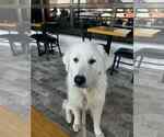 Small Great Pyrenees