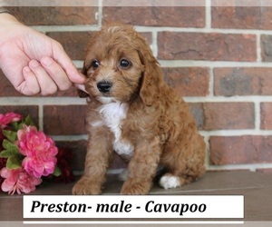 Cavapoo (Miniature) Puppy for sale in CLARKRANGE, TN, USA