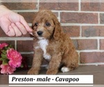 Image preview for Ad Listing. Nickname: Preston