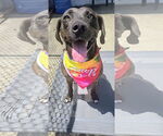Small Photo #5 Labrador Retriever-Unknown Mix Puppy For Sale in Rockaway, NJ, USA