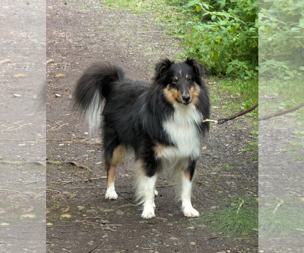 Medium Photo #3 Mutt Puppy For Sale in Bellevue, WA, USA