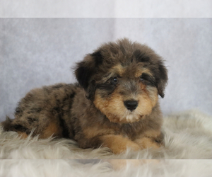 Miniature Bernedoodle Puppy for sale in ITASCA, TX, USA