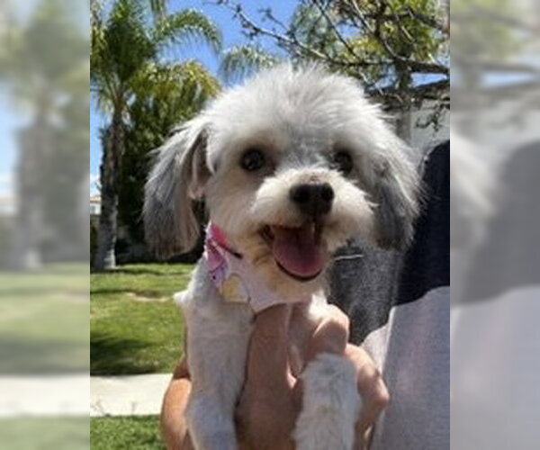 Medium Photo #7 Maltese-Unknown Mix Puppy For Sale in Corona, CA, USA