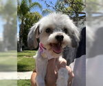 Small #6 Maltese Mix