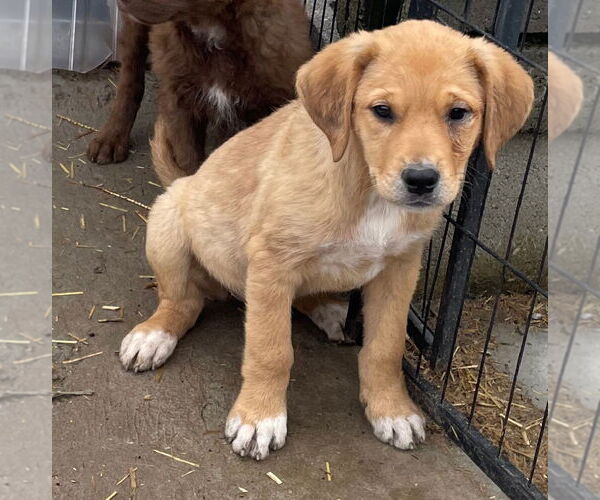 Medium Photo #1 Golden Pyrenees Puppy For Sale in Tracy City, TN, USA