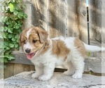 Puppy Athena Aussiedoodle Miniature 