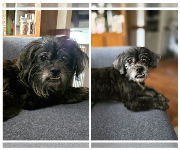 Medium Photo #4 Shih Apso Puppy For Sale in Belleuve, NE, USA