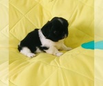 Small Photo #12 Pekingese Puppy For Sale in PHOENIX, AZ, USA