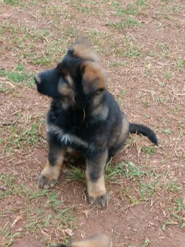 Medium Photo #22 German Shepherd Dog Puppy For Sale in MC DONOUGH, GA, USA