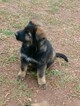 Small Photo #22 German Shepherd Dog Puppy For Sale in MC DONOUGH, GA, USA
