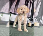 Small #1 Labradoodle