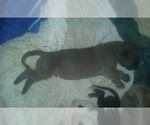 Small Photo #67 Great Dane Puppy For Sale in HOWARD CITY, MI, USA