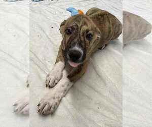 Collie-German Shepherd Dog Mix Dogs for adoption in Mechanicsburg, PA, USA
