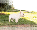 Small Photo #5 French Bulldog Puppy For Sale in WARSAW, IN, USA