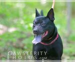 Small #13 Mutt