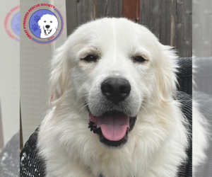 Great Pyrenees Dogs for adoption in Spring, TX, USA