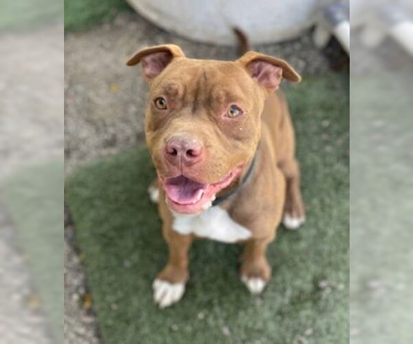 Medium Photo #4 Mutt Puppy For Sale in Ventura, CA, USA